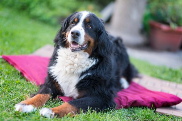 ANATOMICAL BED FOR PETS